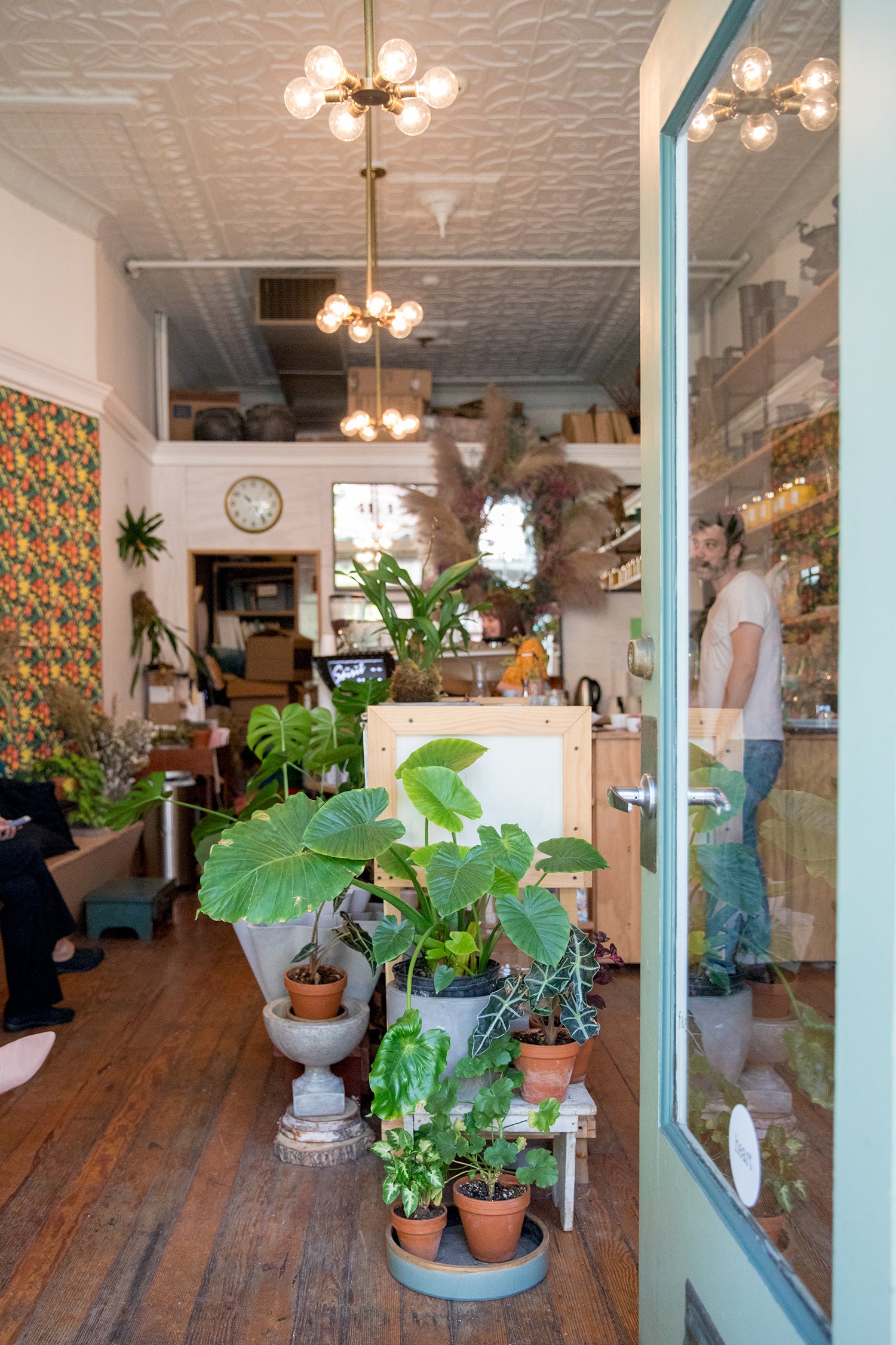plants