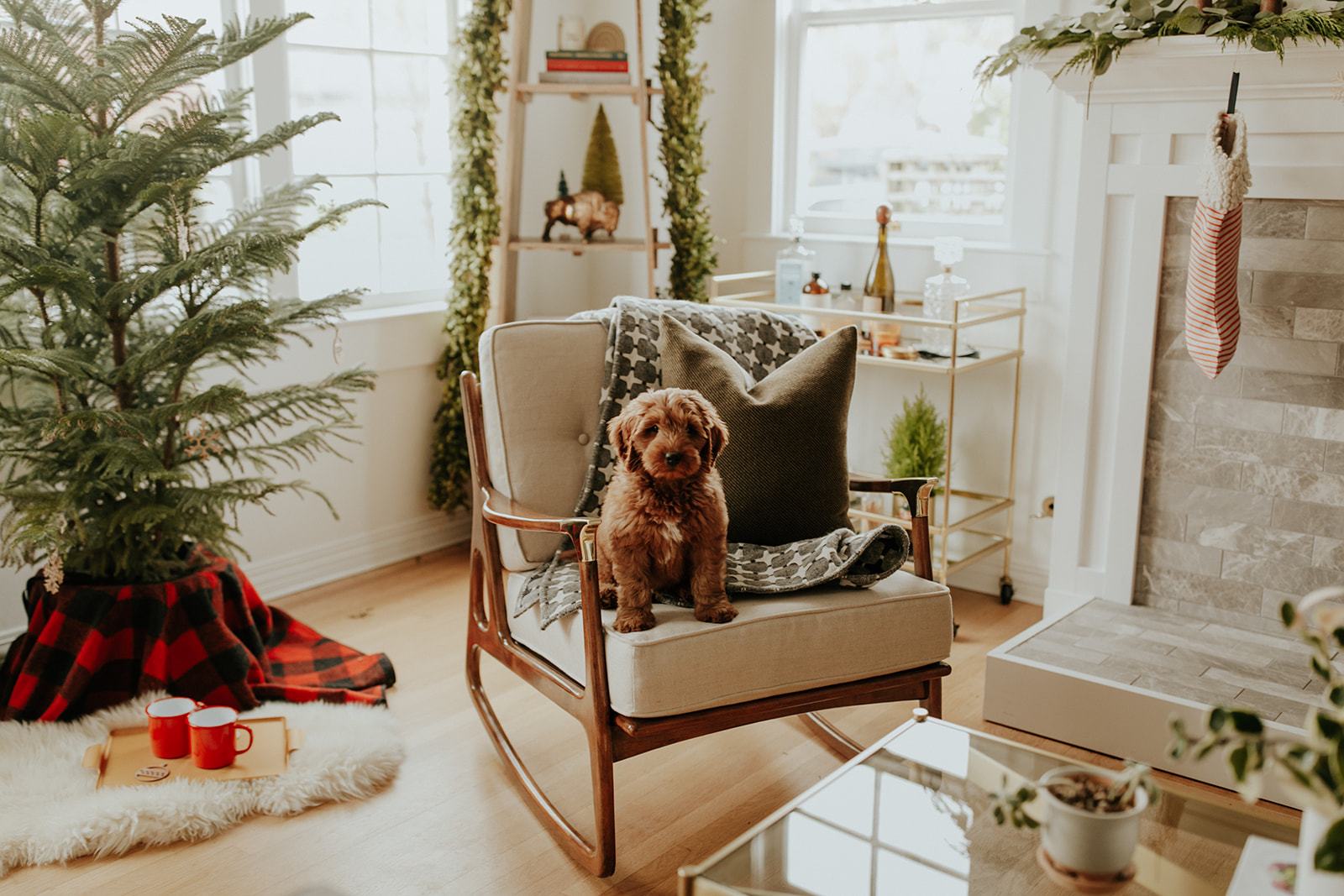 Small brown puppy sitting on a mid-century rocking chair in a cozy, holiday-decorated living room